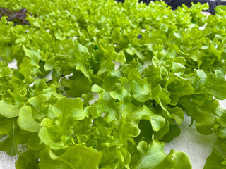 vegetable hydroponic system / salad growing garden hydroponic farm plants on water without soil agriculture in the greenhouse organic for health food