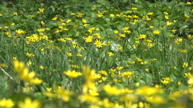 Glade of yellow flowers of meadow buttercups.