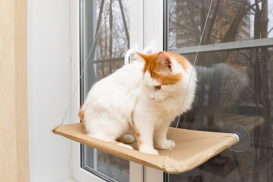 domestic cat sits in a hammock fixed on the window.