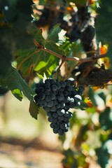 Vertical shot of black grape growing in a garden