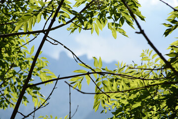 green leaves against blue sky and the mountains