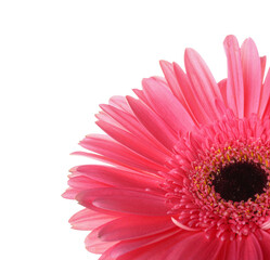 Pink gerbera flower on white background, closeup
