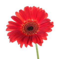 Red gerbera flower on white background, closeup