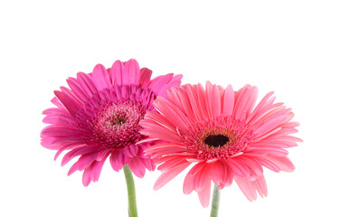 Pink gerbera flowers on white background