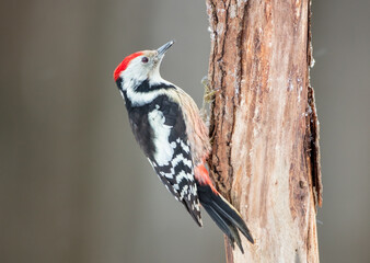 Middle Spotted Woodpecker - in the wet forest in winter