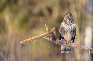 Common Buzzard in early spring at a wet forest