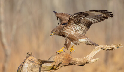 Common Buzzard in early spring at a wet forest