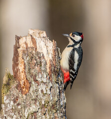 Great Spotted Woodpecker - male - in the wet forest in winter