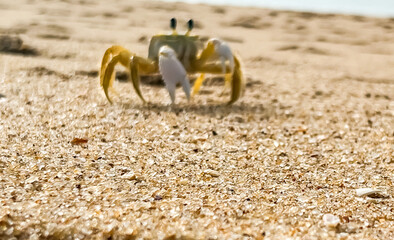 crab on the beach sand
