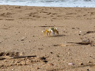 crab on the beach sand