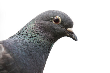 pigeon isolated
