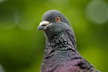 close up of a pigeon