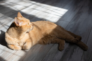 domestic cat basking in the sun lying on the floor.