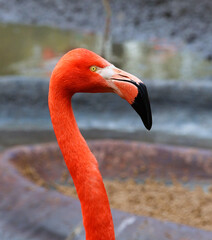 Fototapeta premium Beautiful orange flamingo . Head and neck in closeup. Phoenicopteridae.