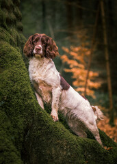 english springer spaniel