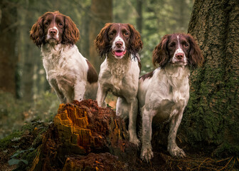 three English springer spaniels