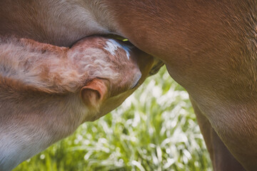 Pferdebaby trinkt Muttermilch