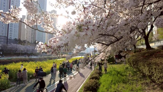 Yuchae Canola Flower Blooming in Oncheoncheon Stream, Busan, South Korea, Asia.