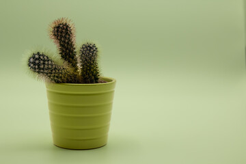 Maceta verde con cactus