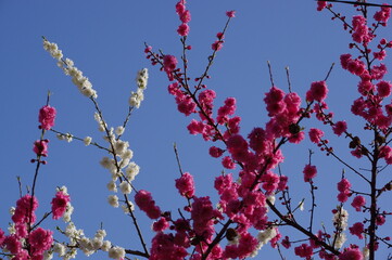 紅白の八重桜 K3CP8547