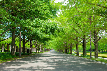 背景　並木道