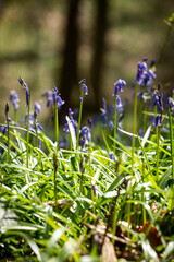 bluebell forest belgium