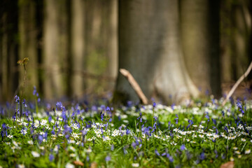 bluebell forest belgium