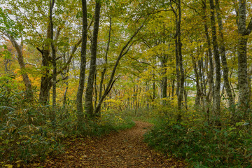 Obraz premium 磐梯山の秋の登山道