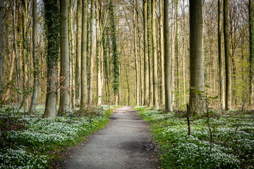 bluebell forest belgium
