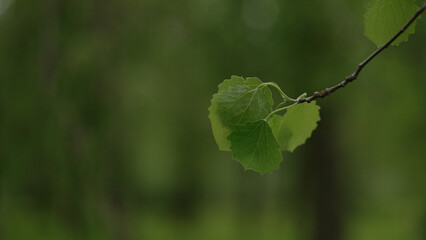 shot of fresh aspen leaves