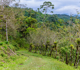 Obraz premium A view down a path on the side of the Arenal volcano, Costa Rica in the dry season