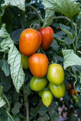 Tomaten kurz vor der Ernte im Gewächshaus