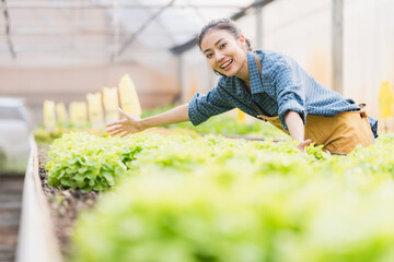 Young asian woman farmer holding basket full of fresh green vegetables salad in hydroponic farm, Organic vegetable ready to serve for salad, Green plant in greenhouse for food business for good health