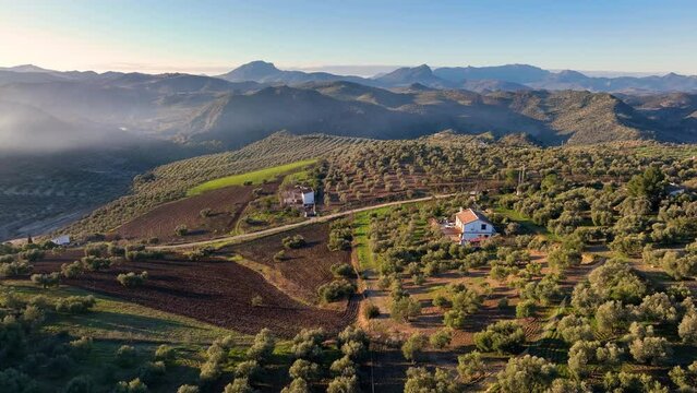 4k Aerial drone view of Olive tree fiel for the production of olive oil, Andalusia, south Spain.