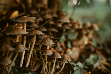 Mushrooms in a beautiful autumn forest with leaves. Autumn time in the forest. Ecotourism in a beautiful forest.