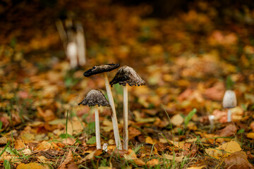 Mushrooms in a beautiful autumn forest with leaves. Autumn time in the forest. Ecotourism in a beautiful forest.