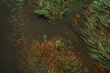 Mud and algae in the water from above