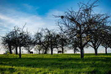 Pferde unter Bäumen 