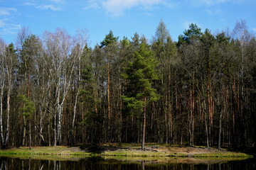 Spring view of the forest. Reflection of the forest in the water.