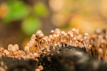 Mushrooms in a beautiful autumn forest with leaves. Autumn time in the forest. Ecotourism in a beautiful forest.