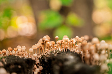 Mushrooms in a beautiful autumn forest with leaves. Autumn time in the forest. Ecotourism in a beautiful forest.