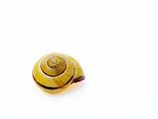 Empty brown snail shell isolated on white background.