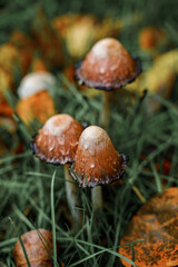Mushrooms in a beautiful autumn forest with leaves. Autumn time in the forest. Ecotourism in a beautiful forest.