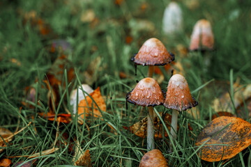 Mushrooms in a beautiful autumn forest with leaves. Autumn time in the forest. Ecotourism in a beautiful forest.