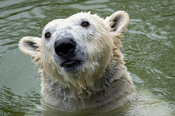 Eisbär im Tierpark Berlin
