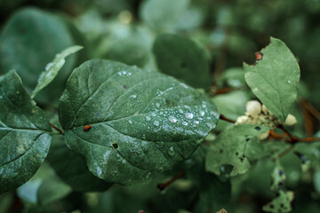 Beautiful natural background. large drops on leaves in a spring garden