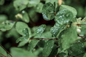 Beautiful natural background. large drops on leaves in a spring garden
