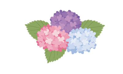 三色の紫陽花のイラスト