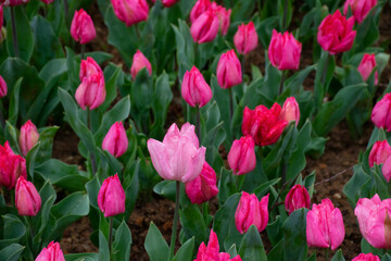 Beautiful pink tulips with water droplets for background.