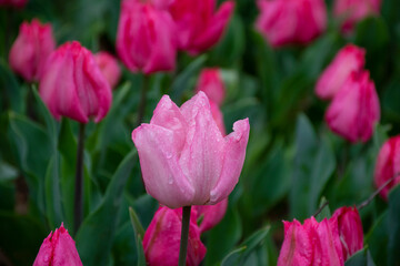 Beautiful pink tulips with water droplets for background.